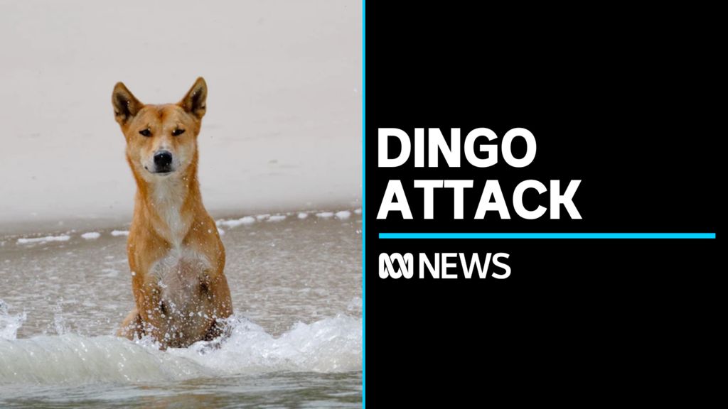 Boy bitten by dingo on K'gari (Fraser Island) - ABC News