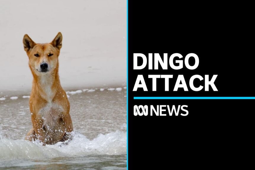 Animal Attacks - Topic - ABC News