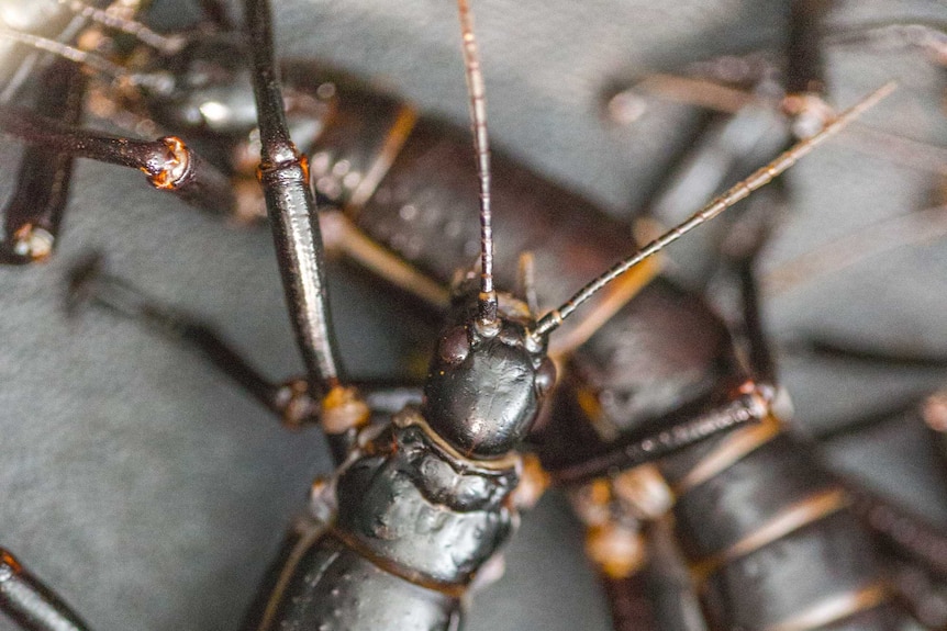 Lord Howe Island Stick Insects