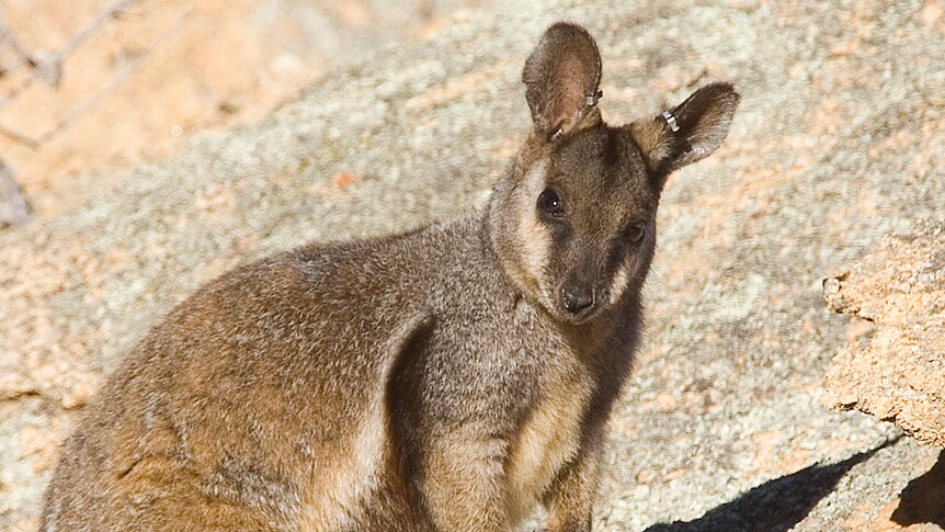 Rock wallaby
