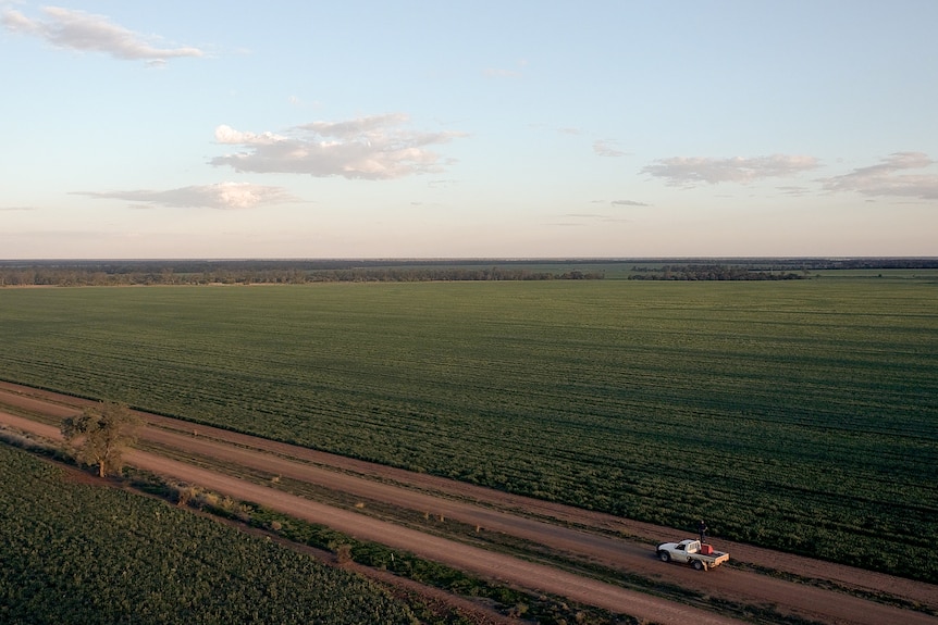 Aerial photo of a wheat crop at Coorangy, near Goondiwindi, Queensland, August 2021.