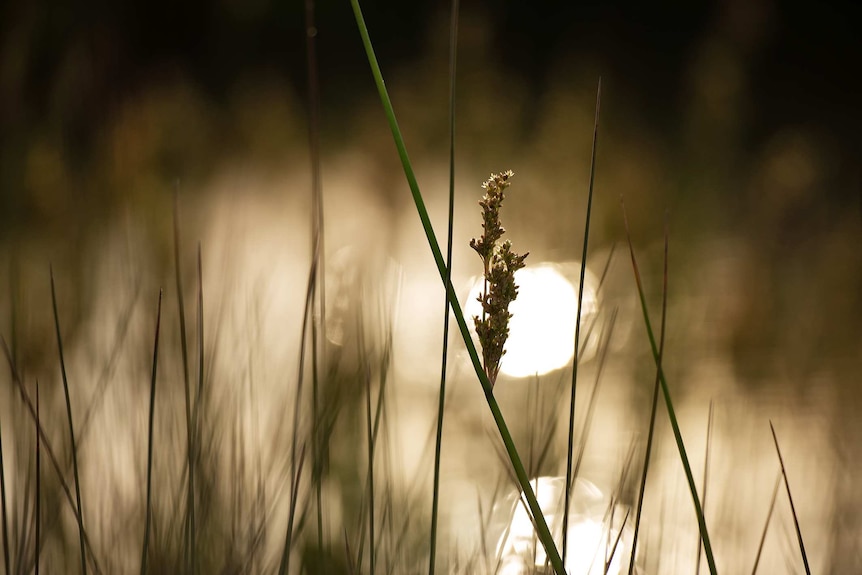 A reed with light shining behind it, taken at a wetland.