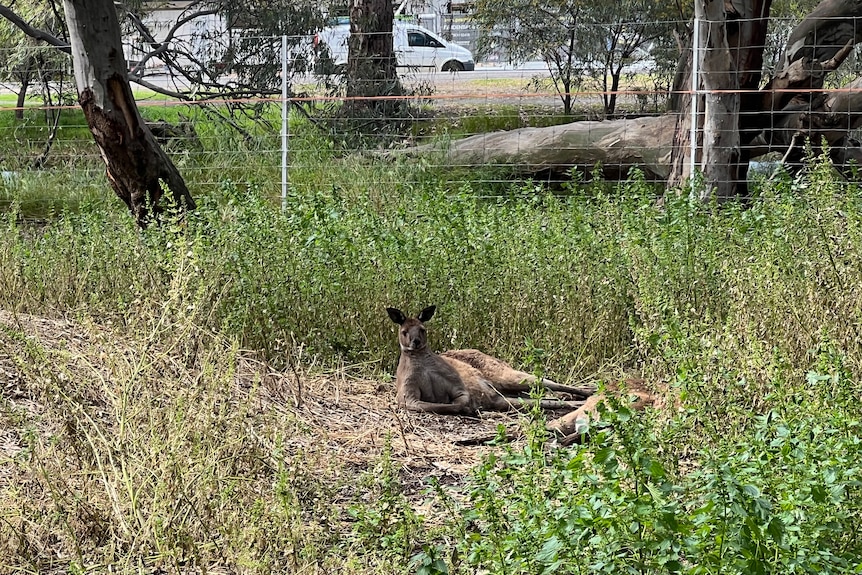 a muscular kangaroo lying on its side in the grass.