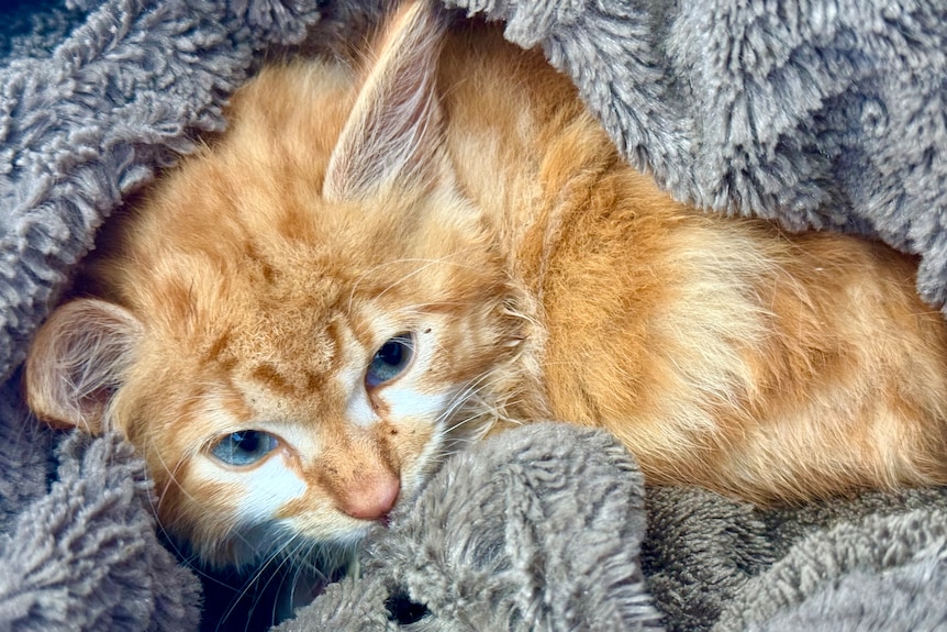 A kitten in a blankey
