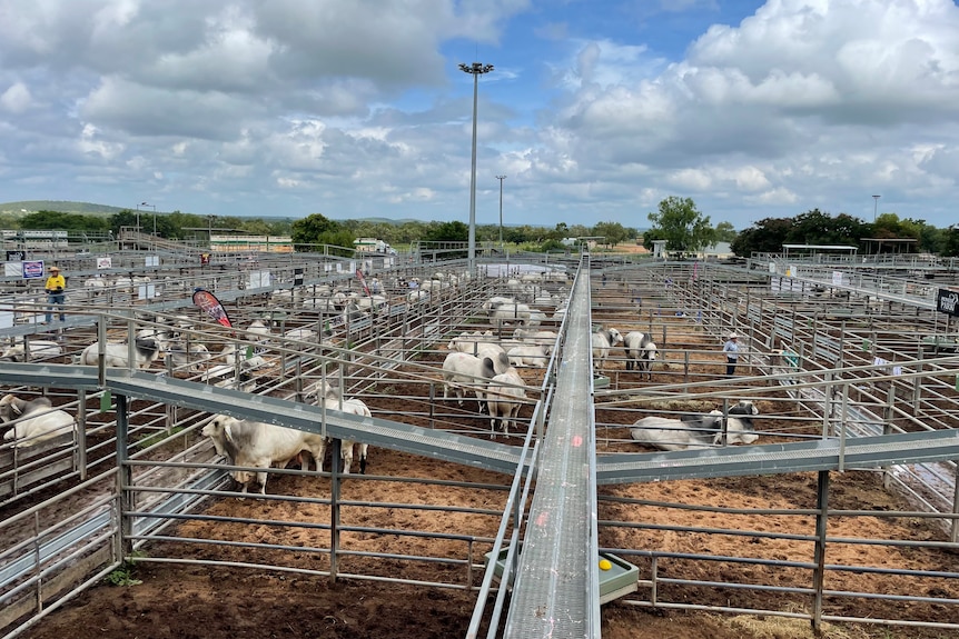 Shot of the charters towers saleyards with cattle in pens