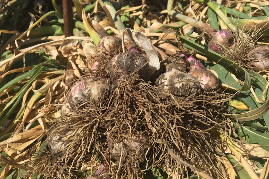 Freshly harvested garlic.