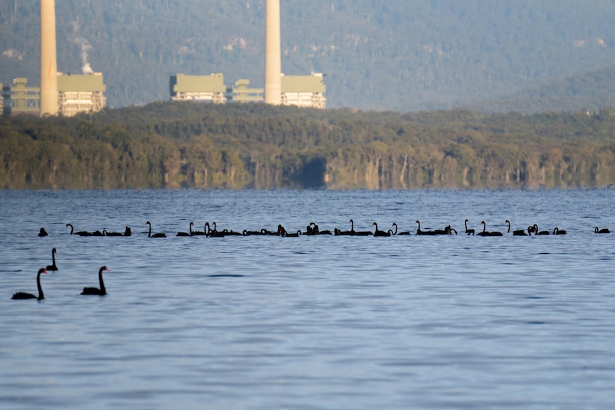 calm lake waters with black swans on the water and smoke stacks in background