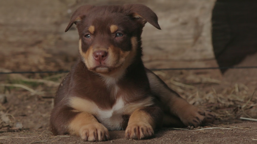 Kelpie puppy