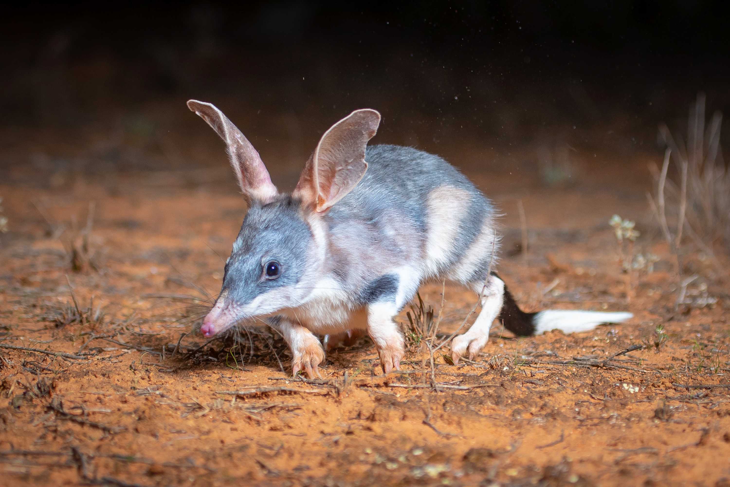 How and why we count our wildlife
