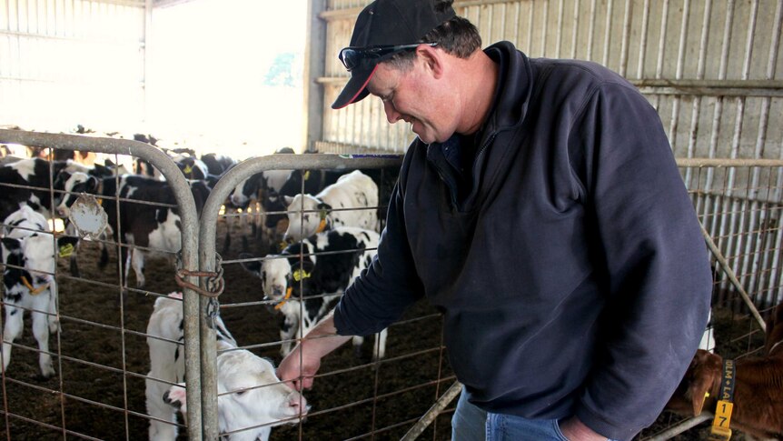 Dairy farmer Alex Robertson with his cows