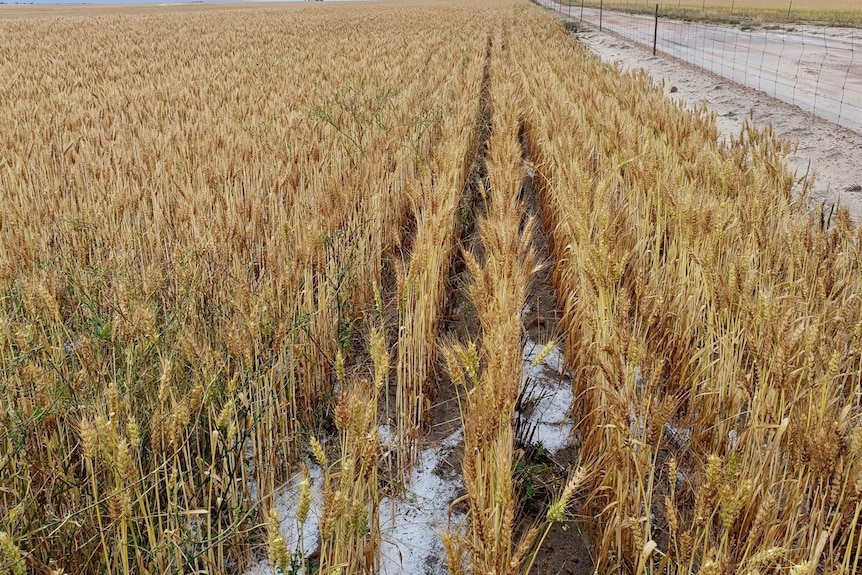 Ripe wheat with a pile of hail in it 