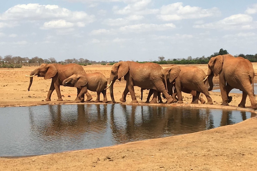 A herd of elephants in Tsavo, Kenya