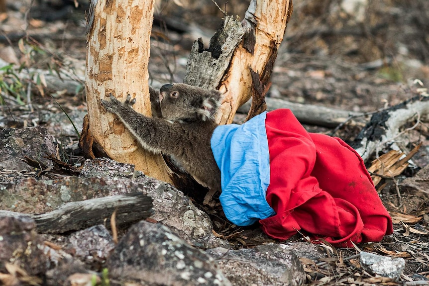 Small koala jumps out of a bag to climb the trunk of a eucalypt tree