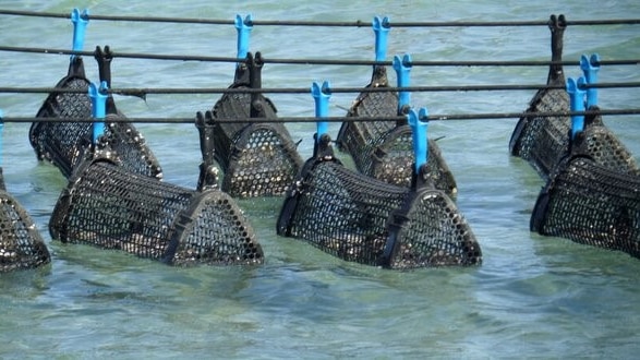 Oyster production at Coffin Bay on South Australia's Eyre Peninsula.