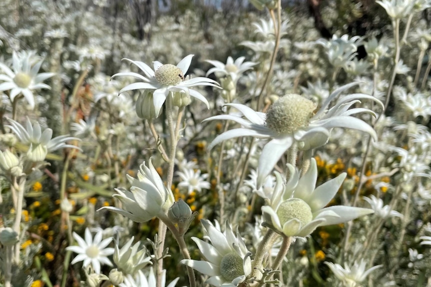 A close of white wildflowers, in a large display.