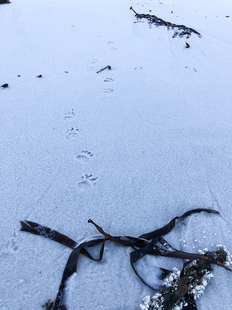 Tasmanian devil prints on the beach in Tasmania's south-west