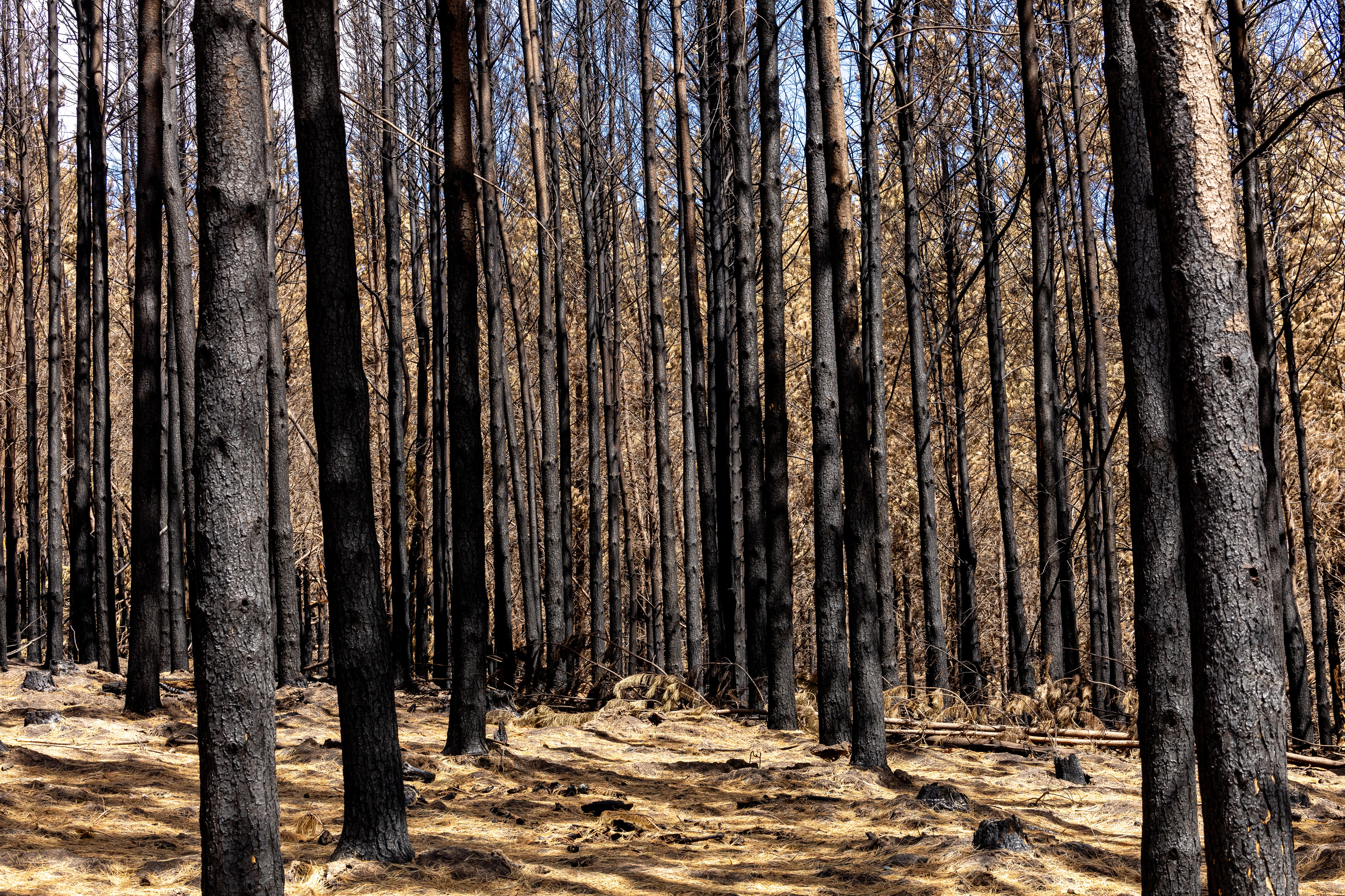 It will take decades for this pine plantation to recover from fire