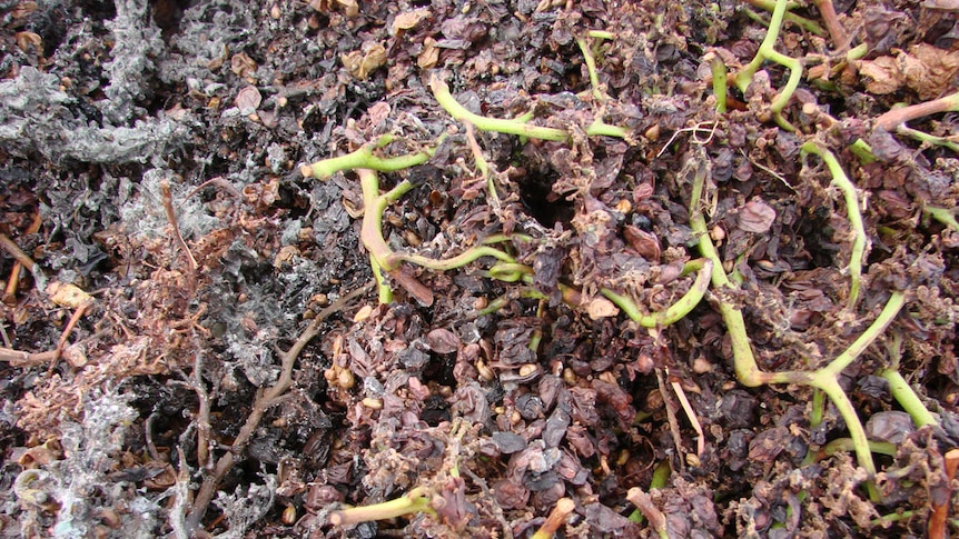 Composting grape marc