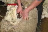 Sheep shearing at Fingal TAFE School
