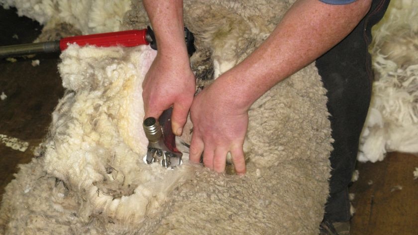 sheep shearing at Fingal TAFE School