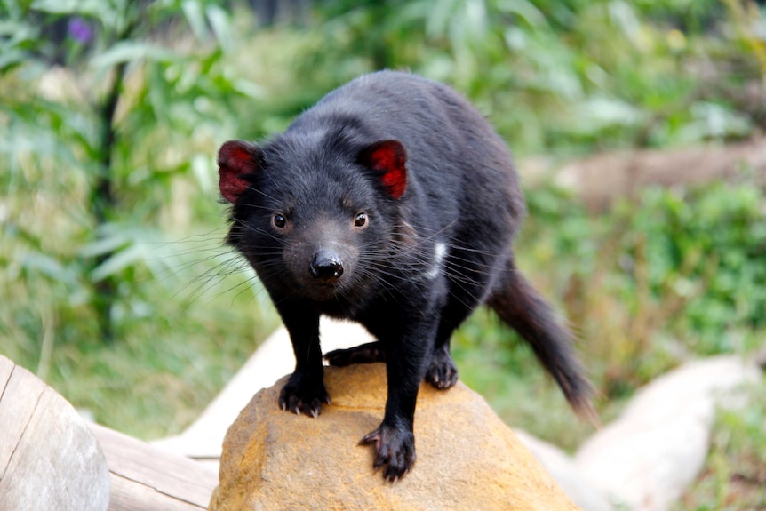A Tasmanian devil perched on a rock.