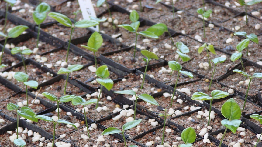 Young native plants