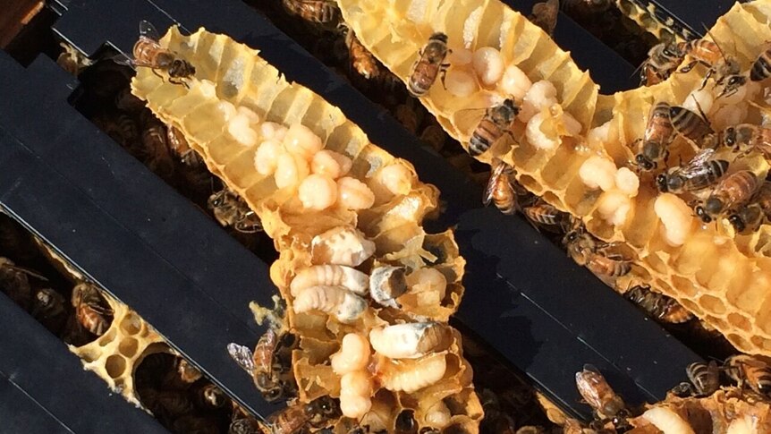 Bee larvae that looks like it has gone chalky in a beehive