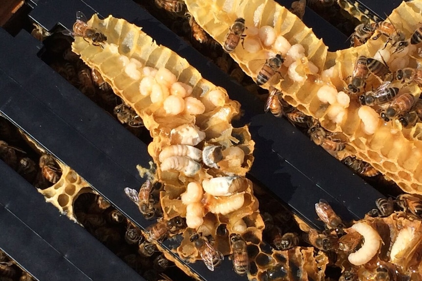 Bee larvae that looks like it has gone chalky in a beehive