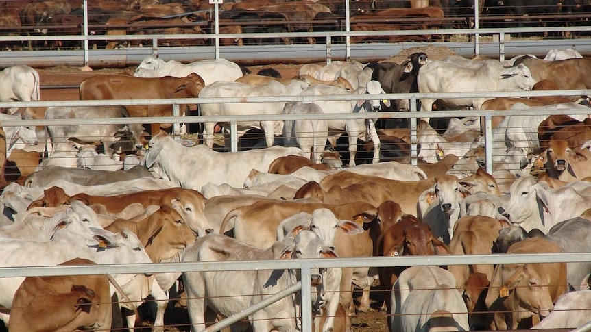 Cattle standing in export yards near Broome, WA