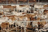 Cattle standing in export yards near Broome, WA