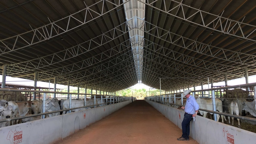 Berrimah Cattle Export Yards