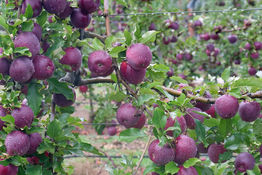 Purple apples on a tree.