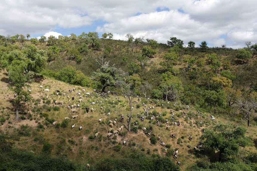 Herd of goats are peppered across the green and hilly countryside in Portugal