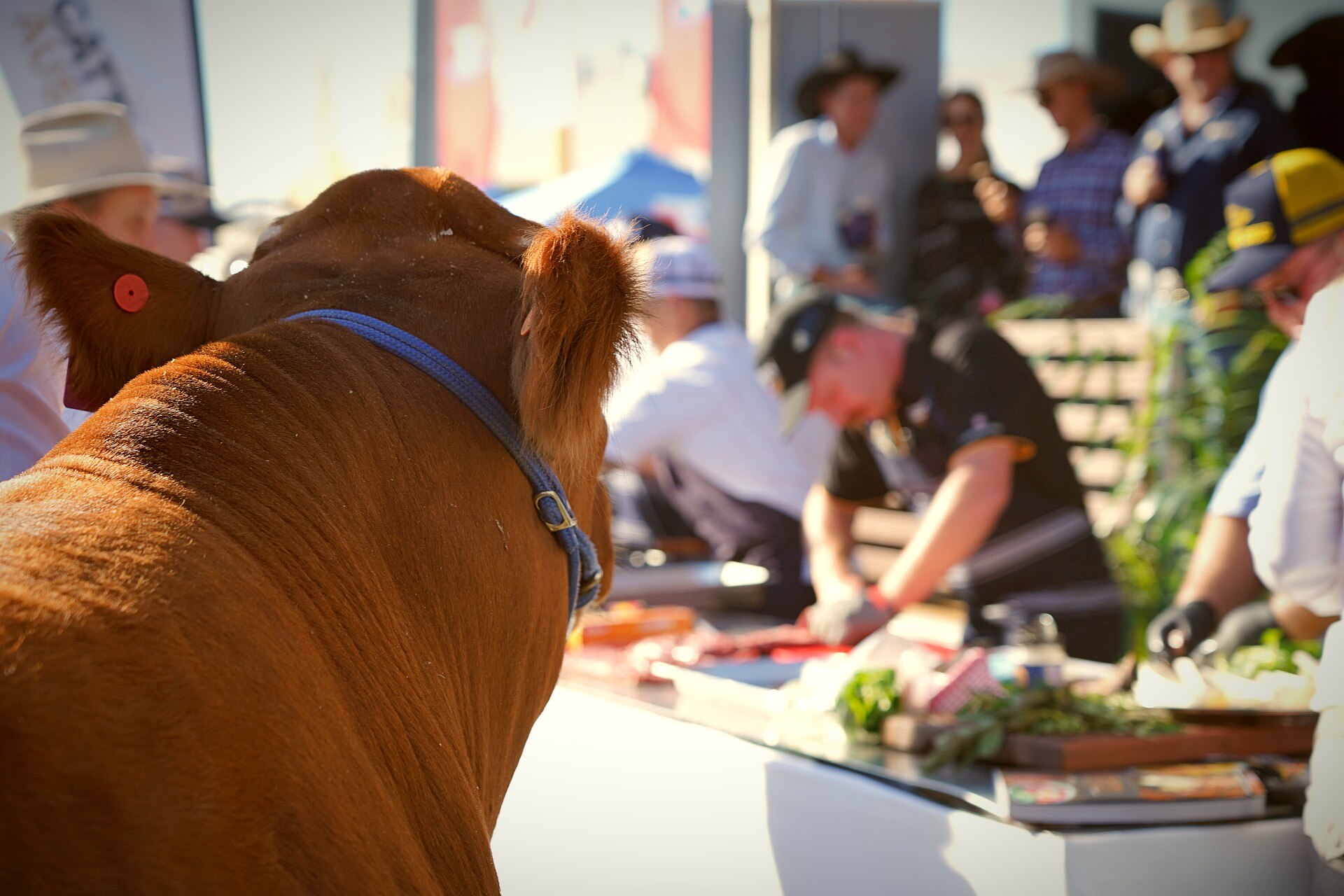 Steer watching butchers