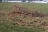 A roughly ploughed track of earth marks a green field, photographed in sunlight.