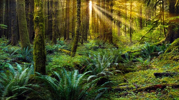 Peter Lik's image Divine Light, July 22 2014.