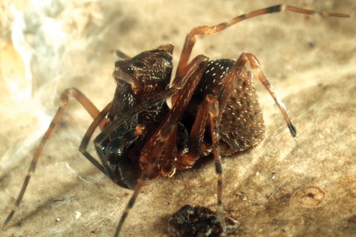 A side view of a spider.