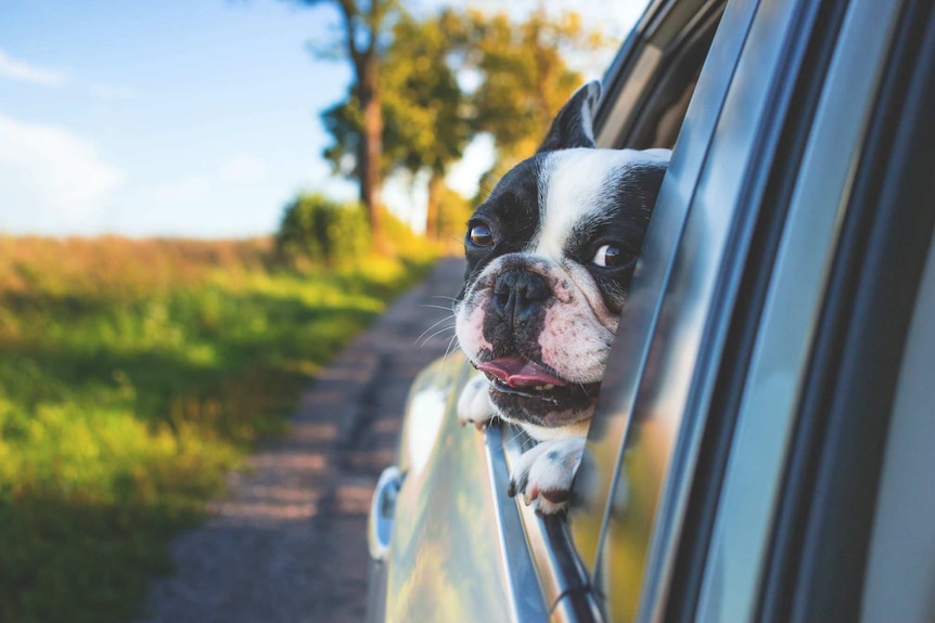 A puppy is seen with its head out the window of a car.