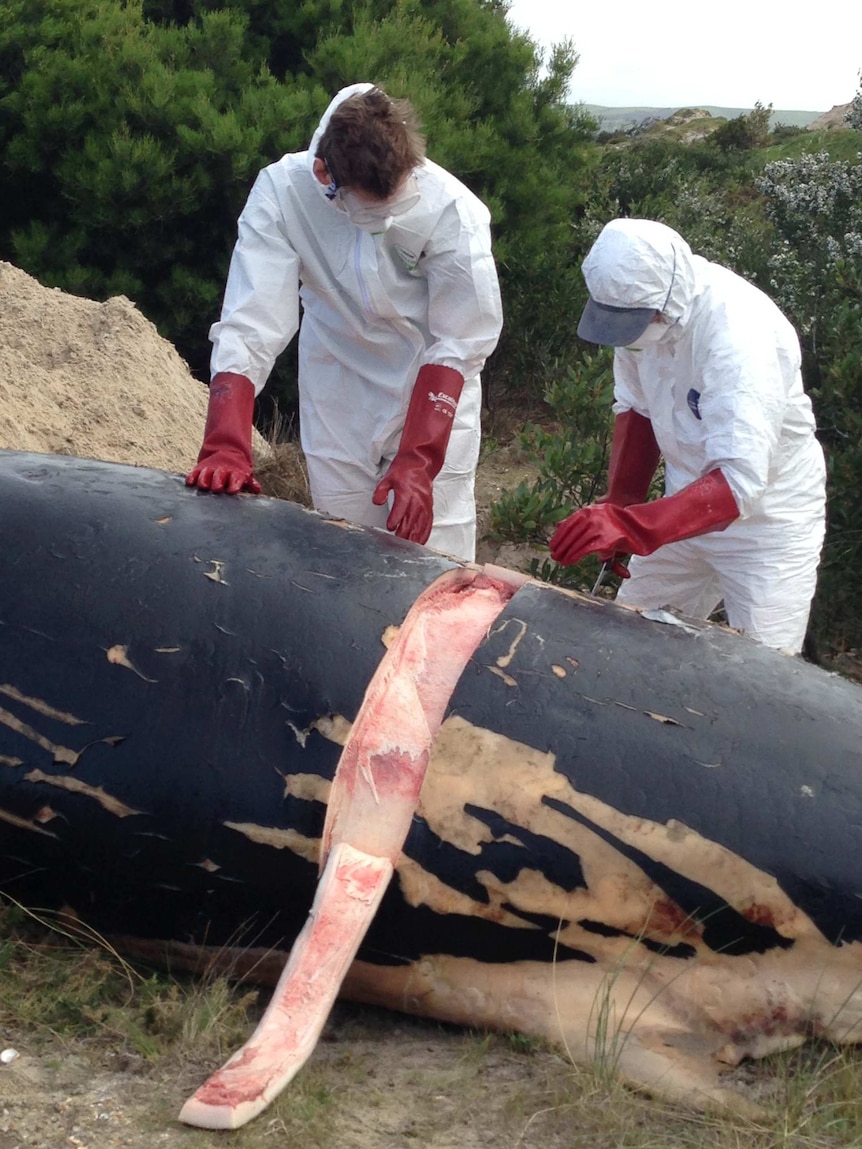 Scientists dissect a pygmy right whale