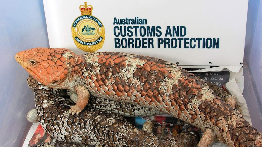 Customs seize 30 lizards being smuggled out of Australia from Perth airport in WA in October 2013
