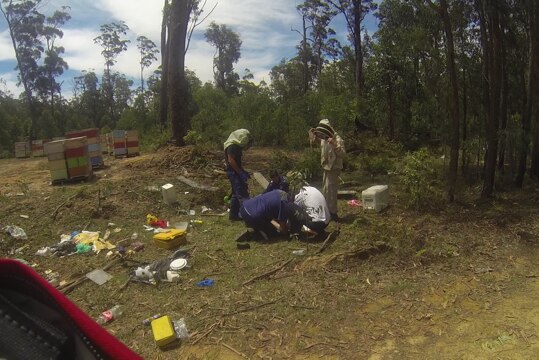 Paramedics wearing protective gear treat beekepers injured in a hit and run accident in the Dalmorton State Forest near Grafton