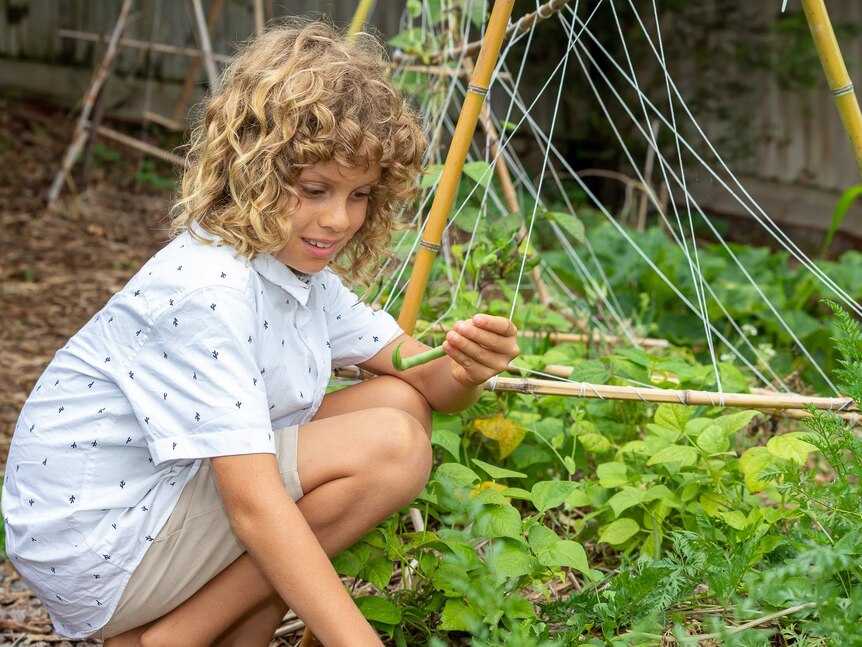A boy with curly blonde hair picks peas from a veggie patch.
