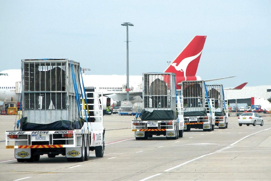 Newly arrived elephants for Taronga Zoo in 2006