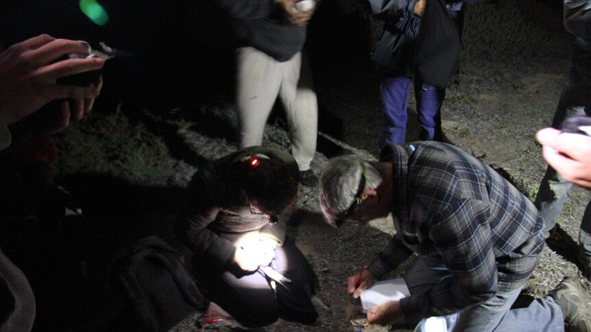 Scientists tagging birds.