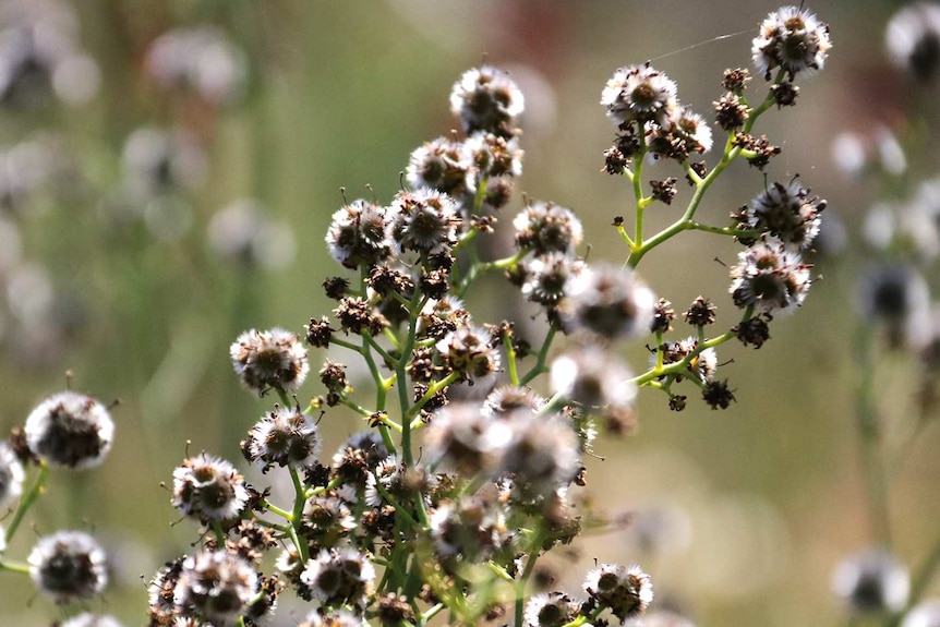 A close-up shot of some puffy black flowers.
