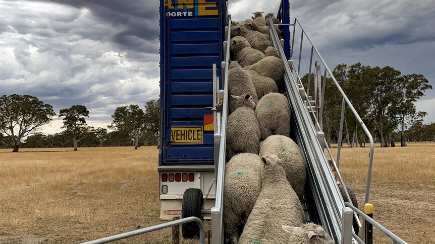 lambs loading up a ramp onto a stock truck