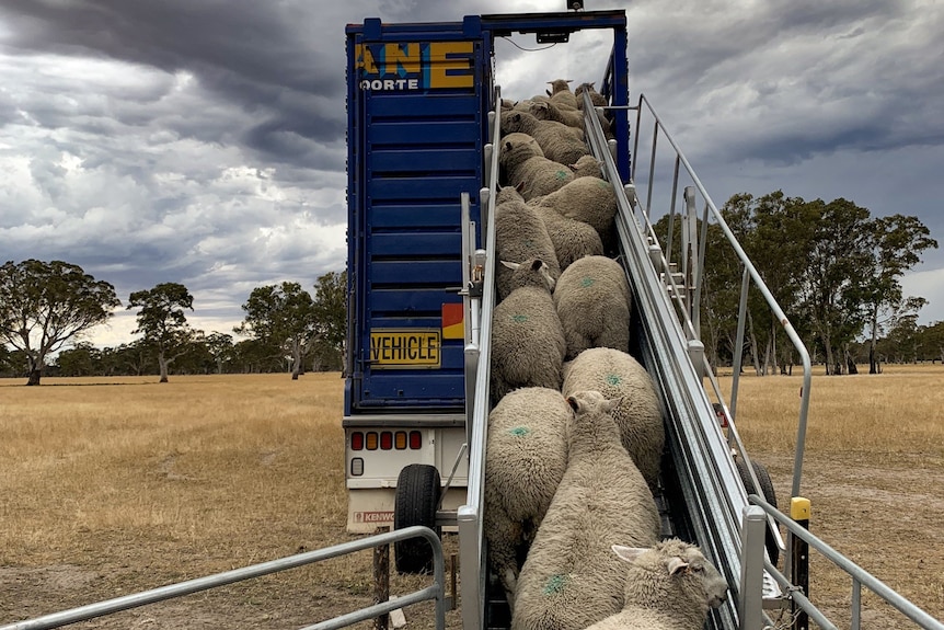 lambs loading up a ramp onto a stock truck