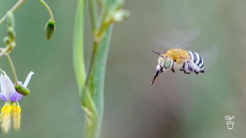 Bee with long proboscis and striped body flying towards flower