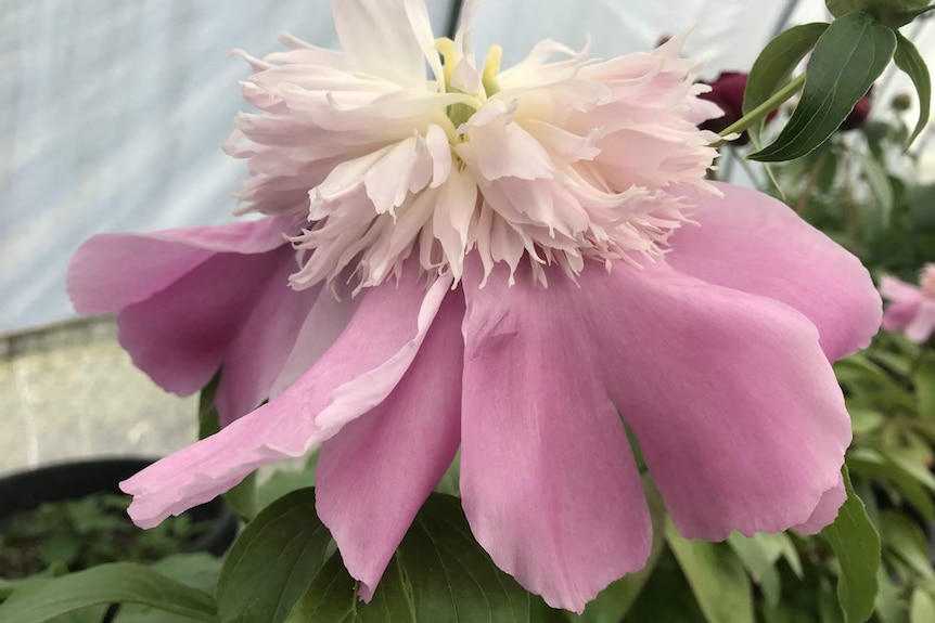 Close up of a pink peony which has a white bloom on top of pink petals.