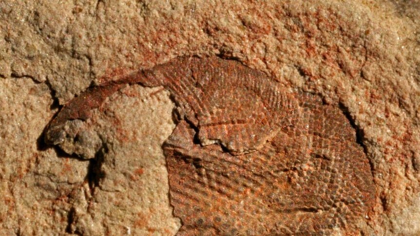 Fossilised eye thought to be 500 million years old